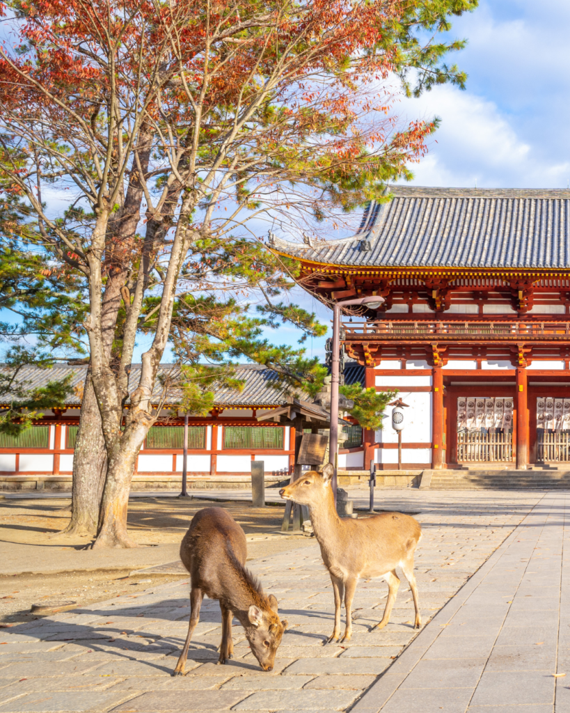 nara deer