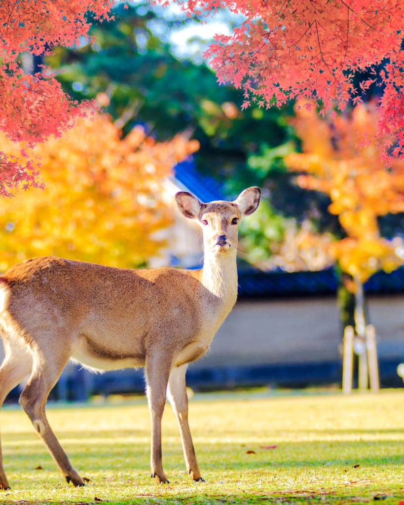 nara deer