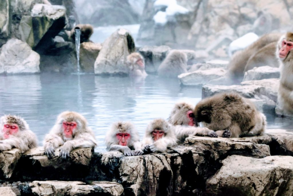 Jigokudani Monkey Park snow monkey