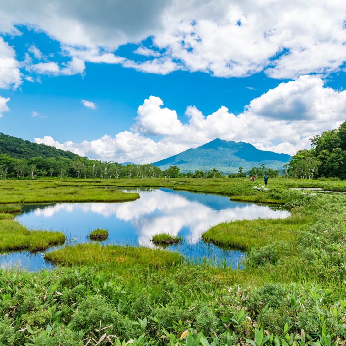 Seasonal Flora in Oze National Park