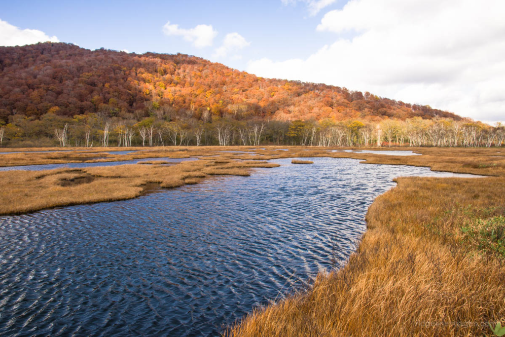 Seasonal Flora in Oze National Park