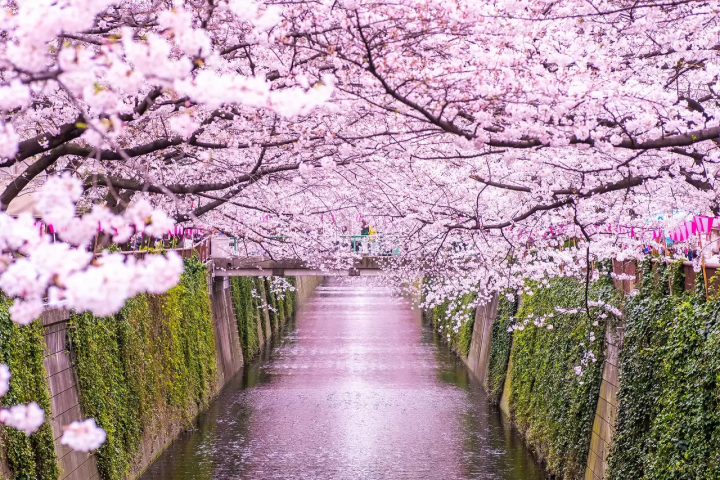 Tokyo's cherry blossom