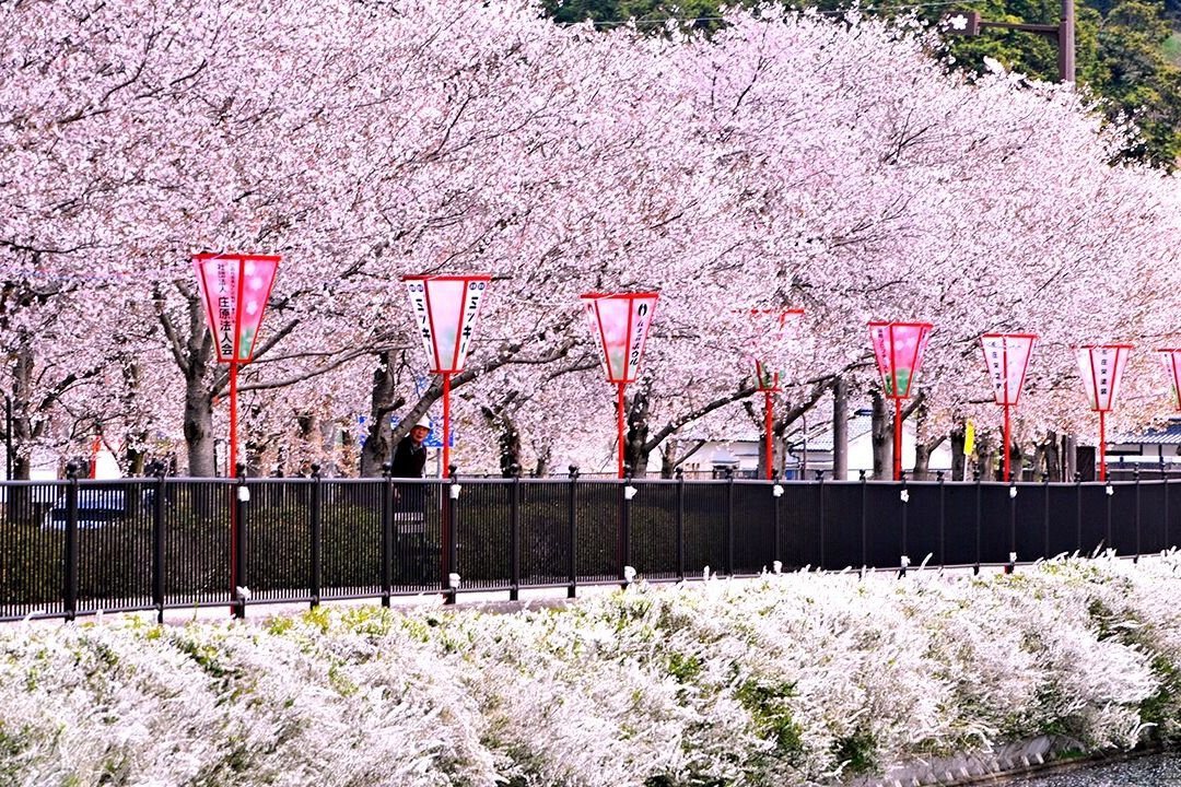 Cherry blossom at Ueno Park