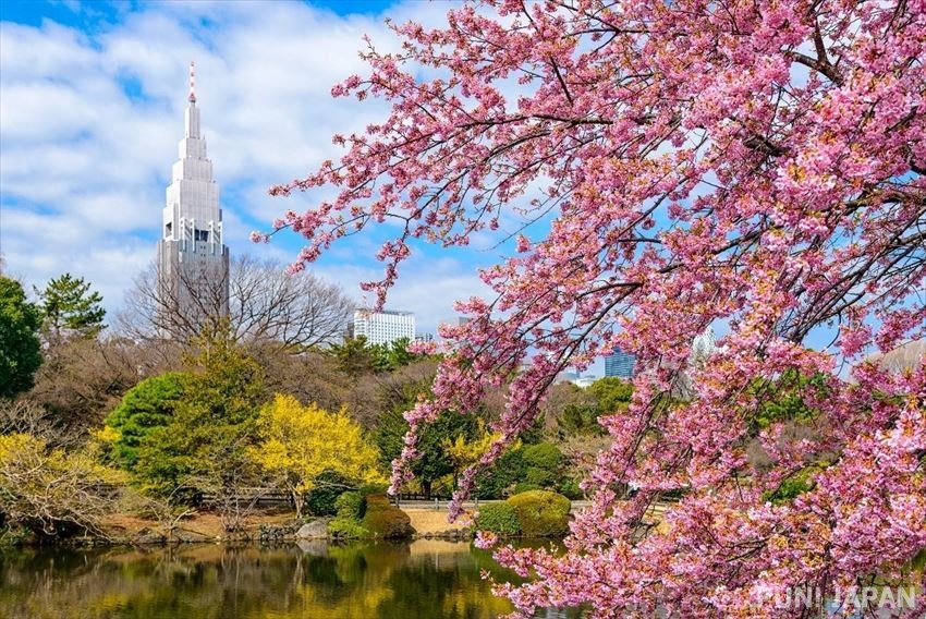 Cherry blossom at Shinjuku Gyoen National Garden