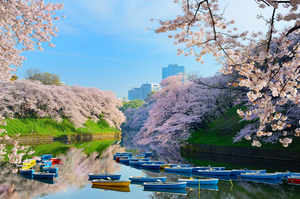 Cherry blossom at Chidorigafuchi