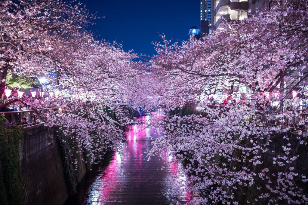 Cherry blossom at Meguro River