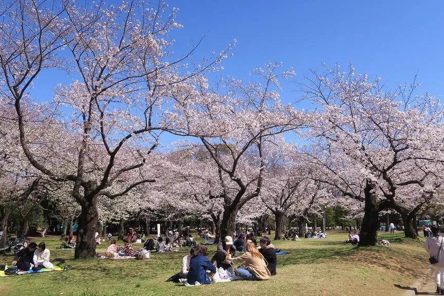 Cherry blossom at Yoyogi Park