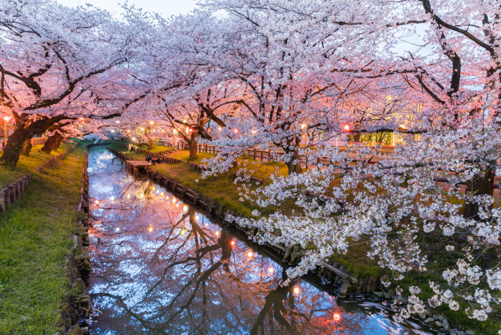 Japan cherry blossom