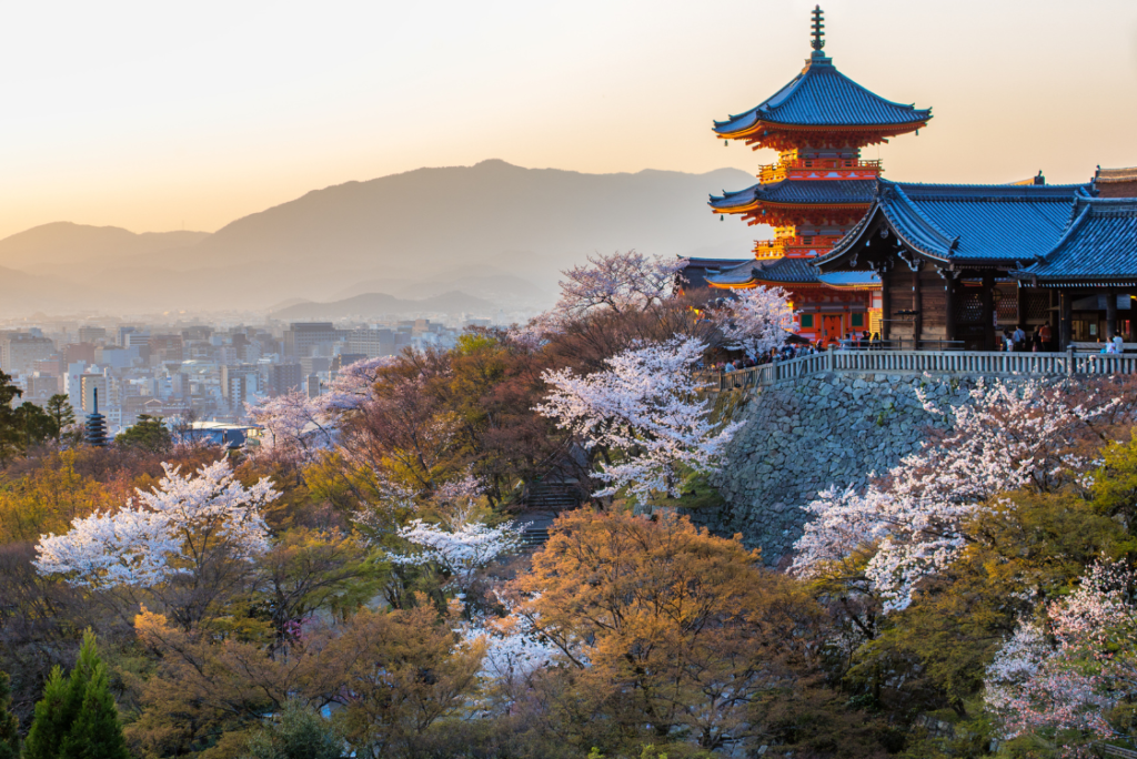 Japan cherry blossom