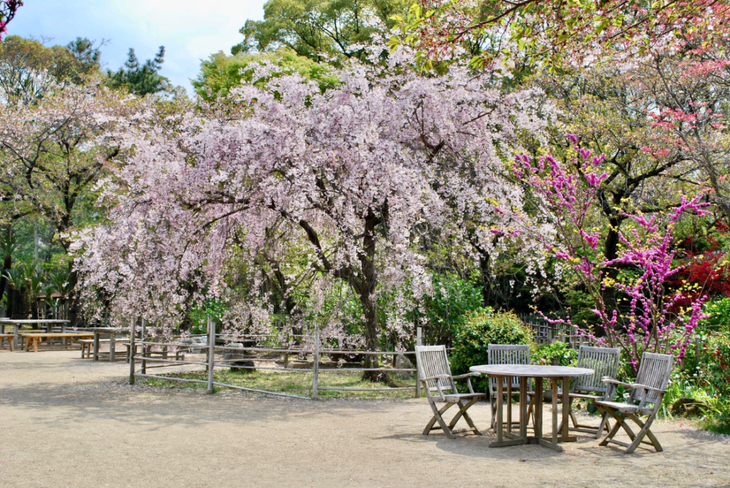 Japan cherry blossom