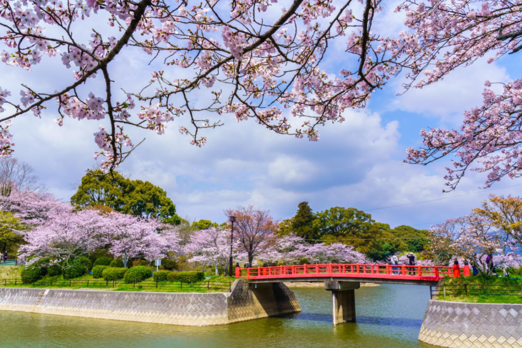 fukuoka spring sakura