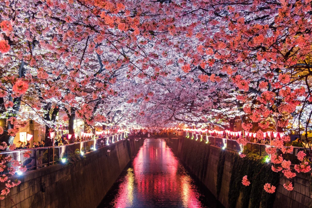 cherry blossom festivals