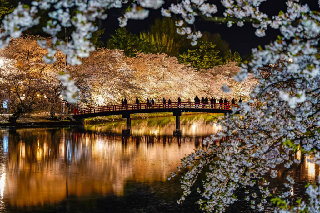 Japan cherry blossom