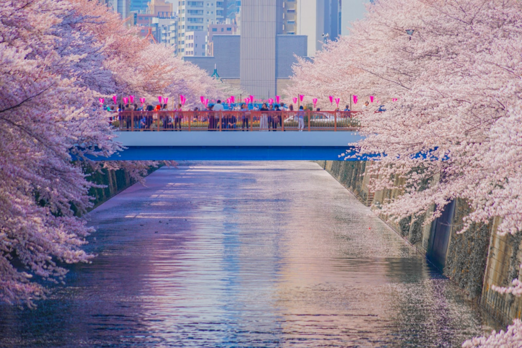 meguro river cherry blossom