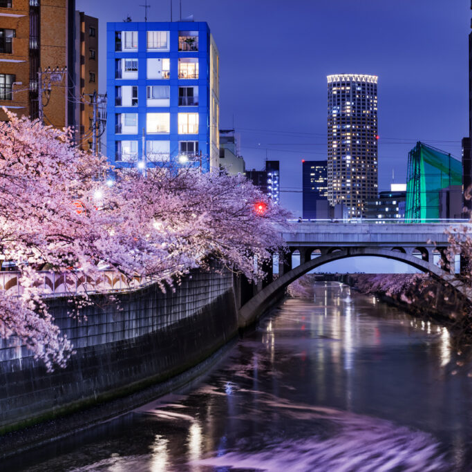 Cherry blossom at Meguro river