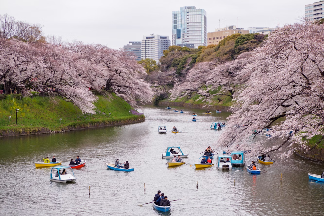 meguro river daytime cherry blossom