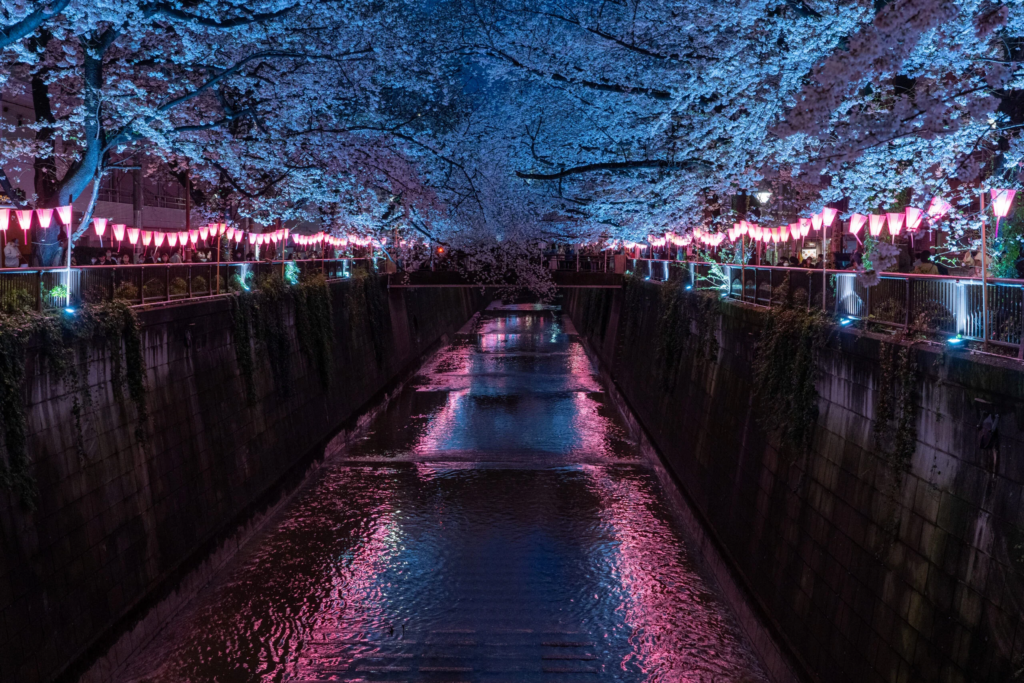 meguro river cherry blossom night time