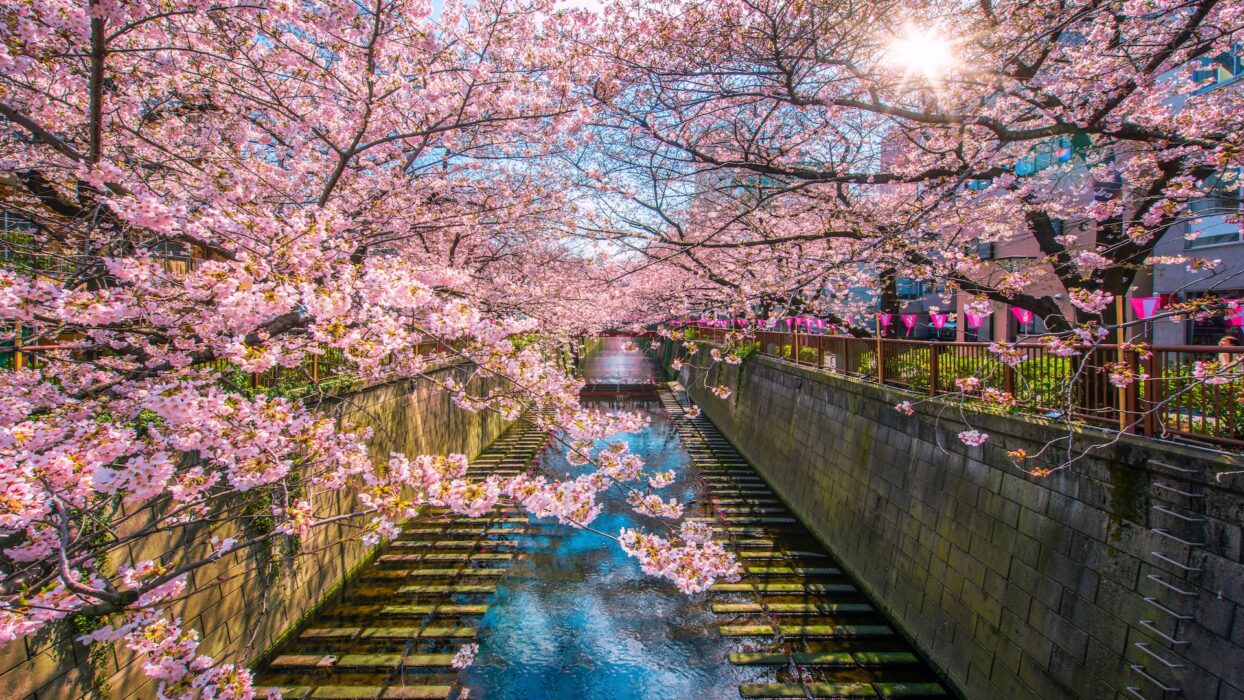 Nakameguro sakura