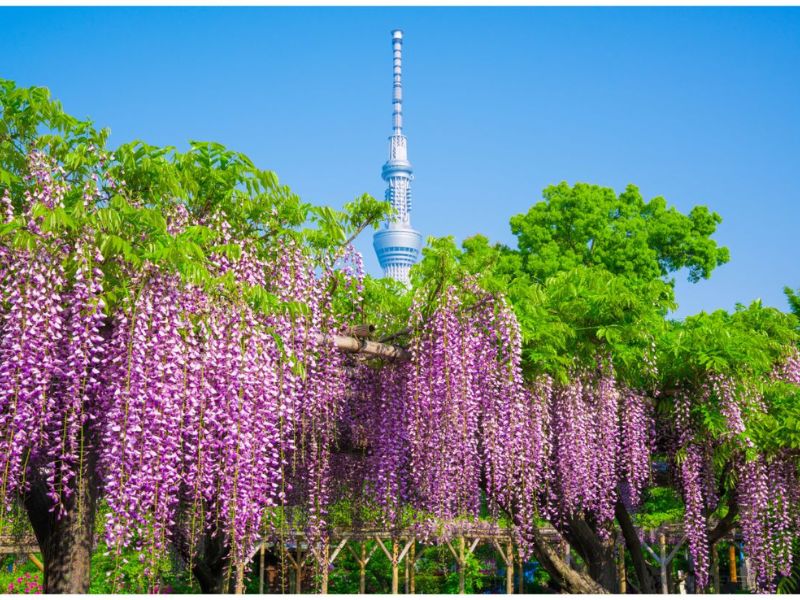 tour nhật bản