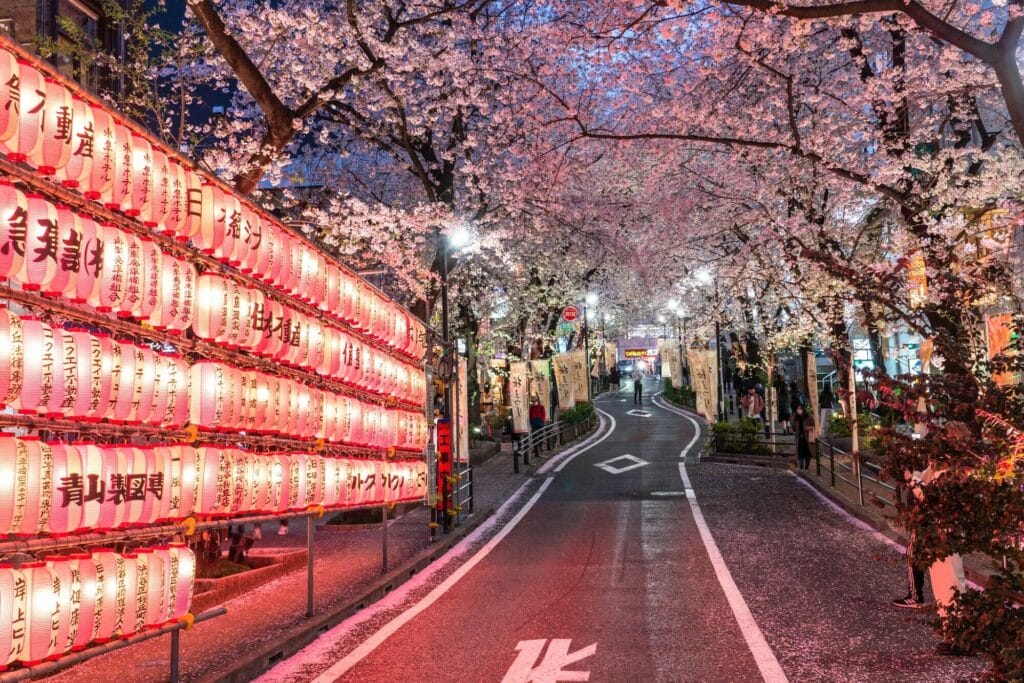 shibuya sakura